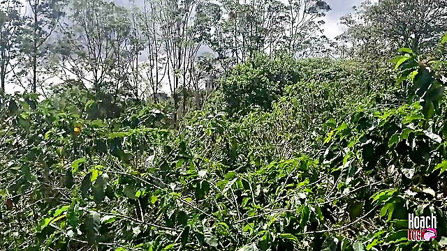 Playing in the Coffee Plantation, Its Not Harvest Time but Its Deep Throat Time
